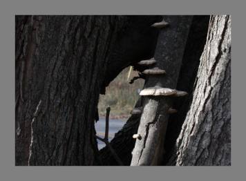 Woods Hole (13K)