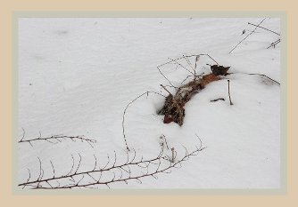 snowstalks_09_334 (13K)