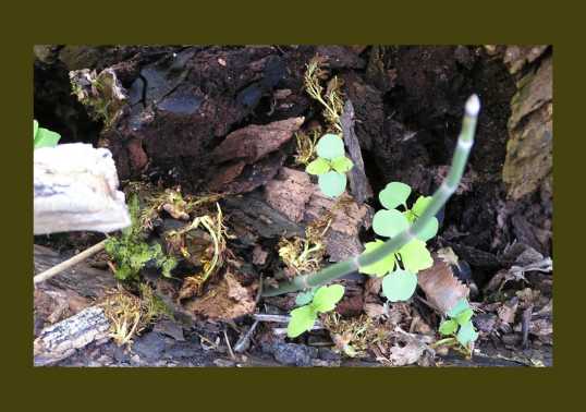 litter photograph